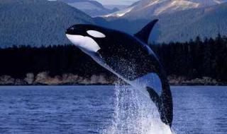 鲸鱼是哺乳动物吗 鲸是哺乳动物吗